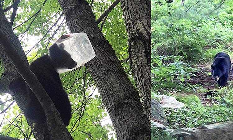 Bear cub rescued after getting head stuck in plastic jug