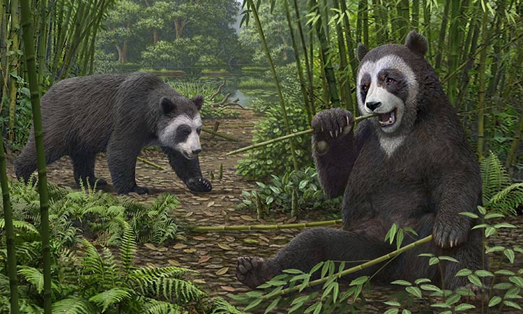 Fossil discovery solves mystery of how pandas became vegetarian