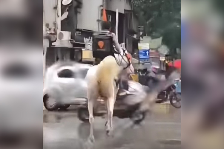 VIDEO: Man delivers food on horseback during heavy rain in India