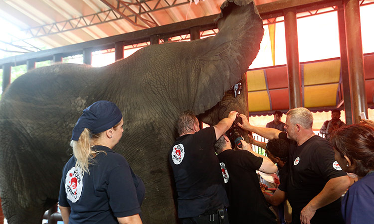 Pakistan's Madhubala elephant gets relief after years of dental pain