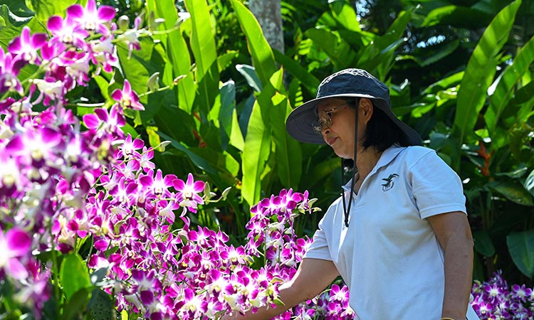 The 'majestic' Singapore orchid named in honour of Queen Elizabeth