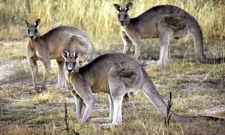 Australian man ‘killed by kangaroo he kept as pet’