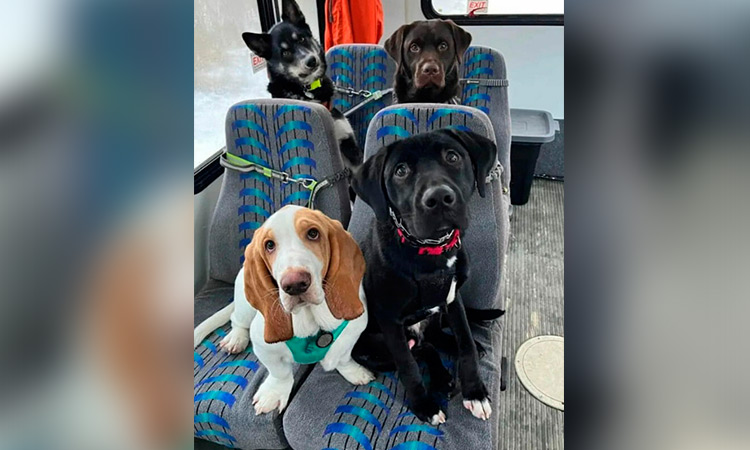 Paw-sitive passengers who love to em-bark: Dog bus in Alaska goes viral on social media