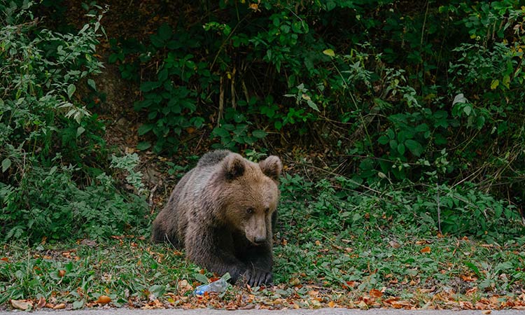 Keep or cull? Romania divided over its bear population