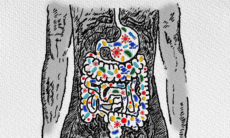 The gut-brain connection