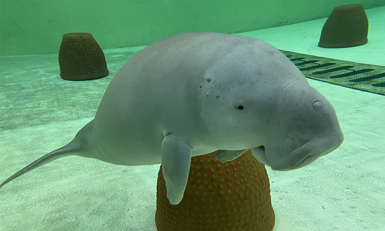 Environment Agency – Abu Dhabi saves, rehabilitates dugong