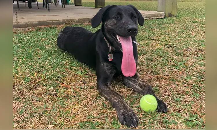 This dog has the world’s longest tongue