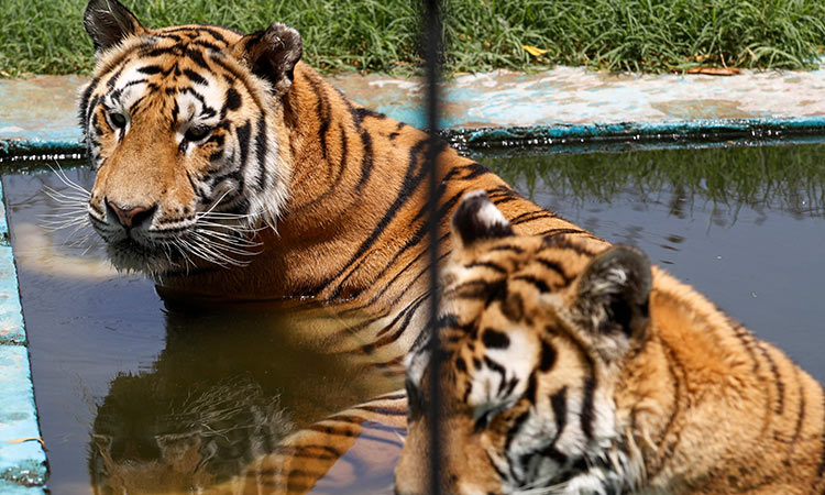 Baghdad zoo animals suffer as mercury hits 50 degrees