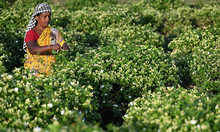 Scent of luxury: India's jasmine infuses global perfume