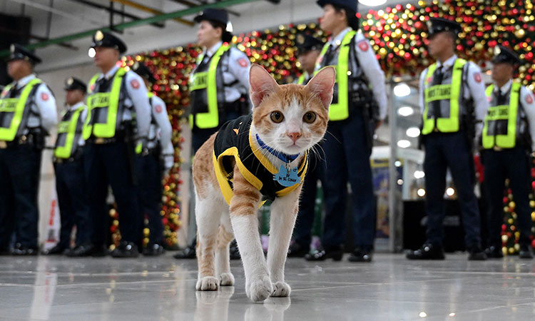 Paw patrol: Philippine security guards adopt stray cats