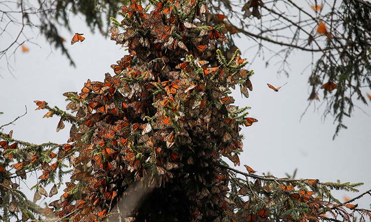 The number of monarch butterflies at their Mexico wintering sites has plummeted this year