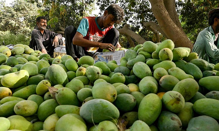 Pakistan farmers pin poor mango crop on climate change