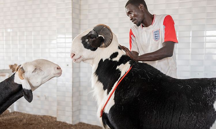 On Eid Al Adha, Senegal's star sheep are for luxury, not sacrifice