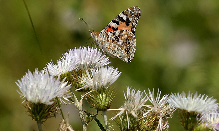 'Nature's mirror': Climate change batters Albania's butterflies