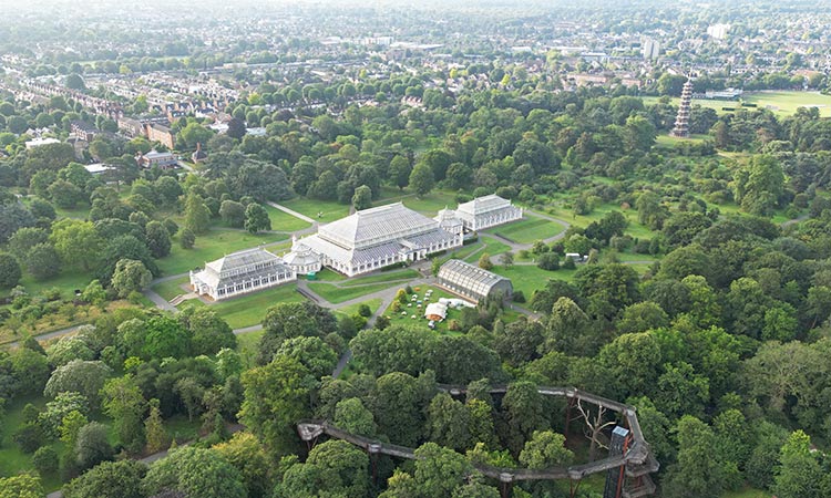 Climate threat spurs London's Kew Gardens to look for resilient trees