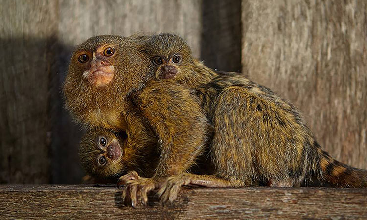 Monkey species joins elite list of animals who call each other by names