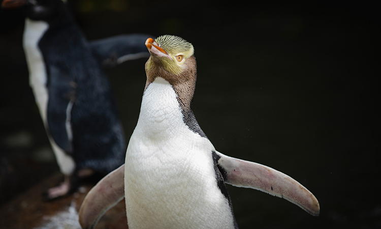 Shy, smelly penguin wins New Zealand bird of the year