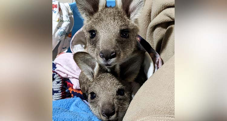 Australian teen 'deliberately' mowed down, killed 20 kangaroos