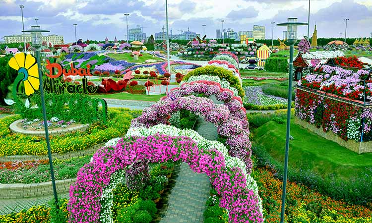 More record-breaking floral spectacles on the anvil as Miracle Garden opens on Friday