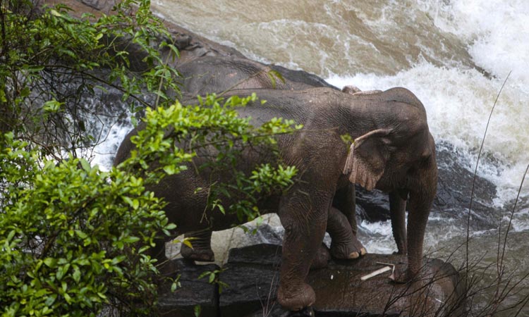 Six elephants die after falling into waterfall in Thailand