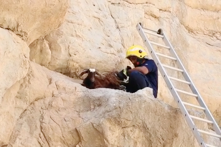 VIDEO: RAK Civil Defence rescues goat stuck in mountain