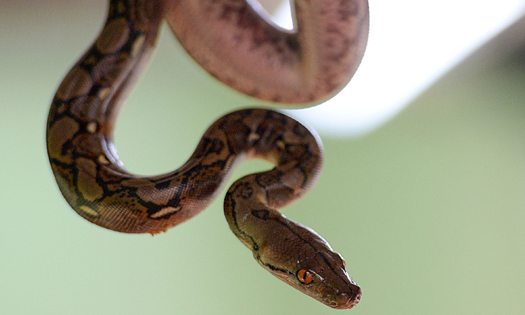 Woman found dead with python around neck in US snake house