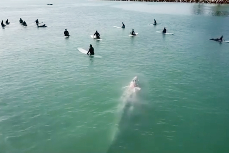 VIDEO: Drone clip shows whale swimming under surfers in California