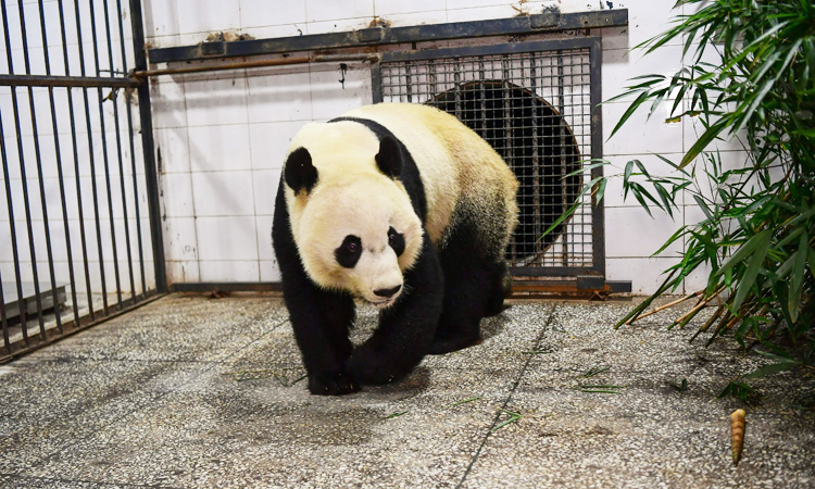 US-born panda Bei Bei arrives in new China home