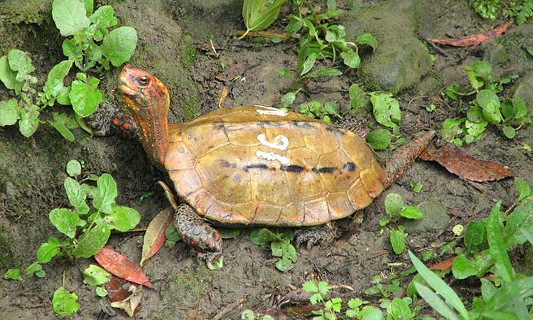 Dozens of endangered turtles disappear from Japan zoo