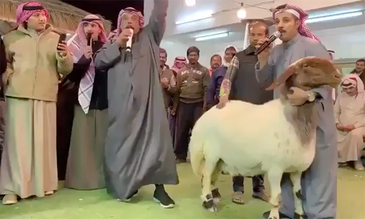 VIDEO: Sheep sold for whopping $130,000 in Kuwait at an auction