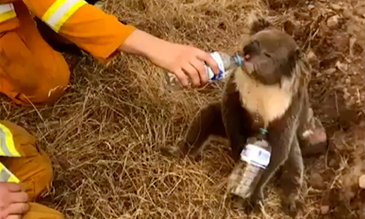 Thousands of koalas feared dead in Australia wildfires