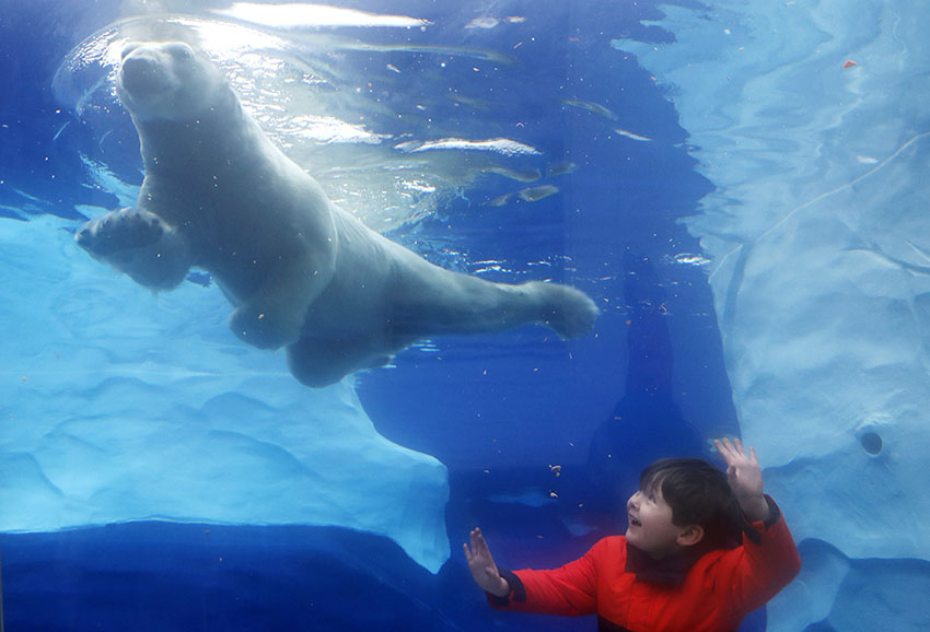 Young girl falls into panda enclosure at China zoo