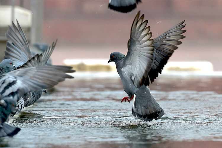 Dar Al Ber to help quench thirst of birds