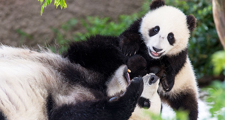 US zoo to return beloved giant pandas to China 