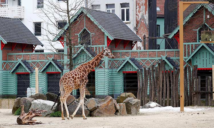 'No-deal' Brexit puts rare giraffes at risk too 