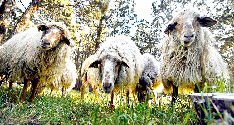 Female farm owner says two people stole her sheep Abu Dhabi court rejects the case