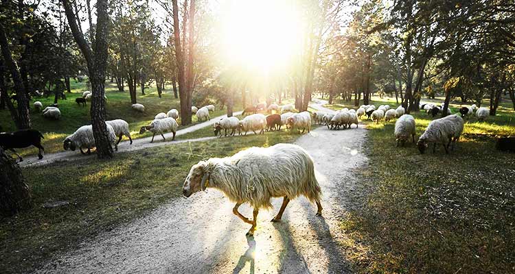 Sheep nibble Madrid's largest park into shape 