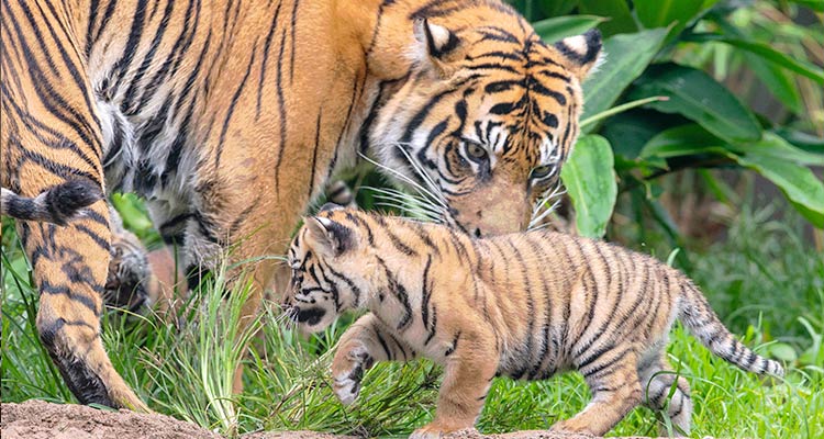 Rare Sumatran tiger cubs make public debut at Sydney zoo