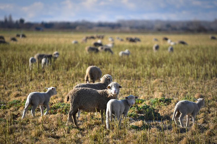 Man faces court for refusing to pay for six sheep in Al Ain