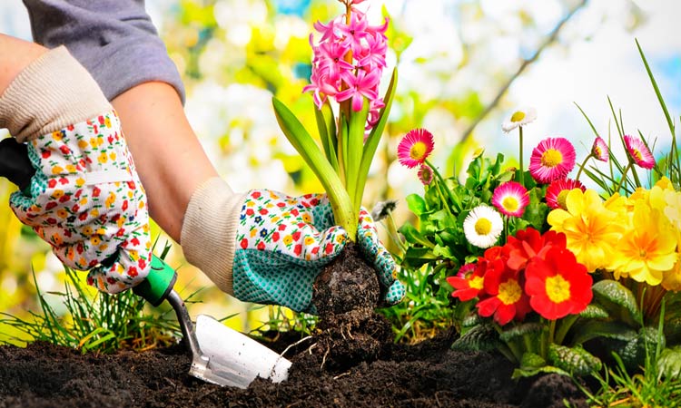 Here are 7 hacks for maintaining the perfect garden