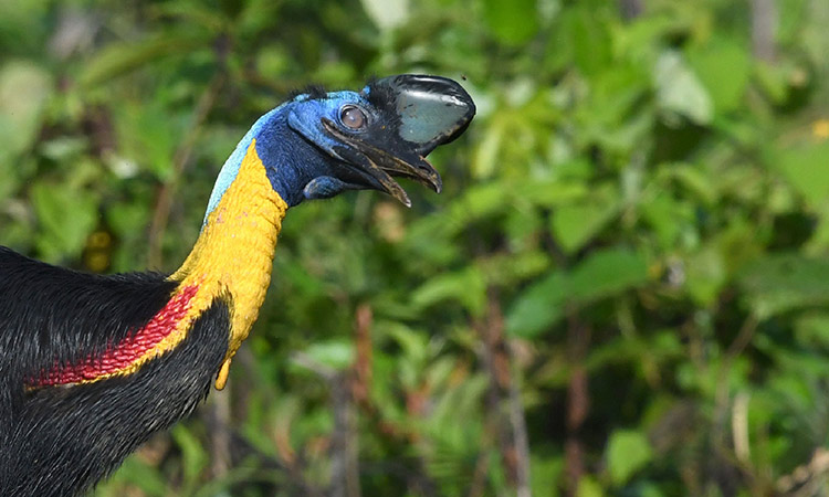 Large, flightless bird kills its fallen owner in Florida