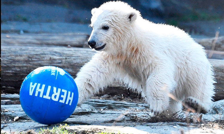 Berlin-born polar bear cub named after football club Hertha 