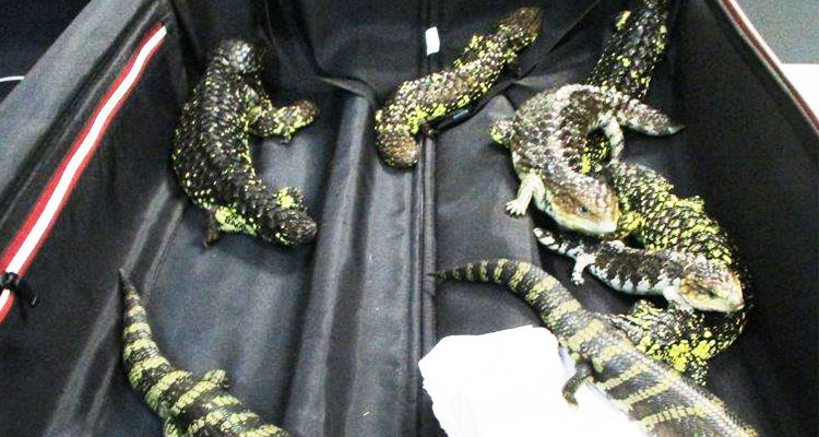 Japanese woman nabbed in Australia for smuggling 19 lizards 