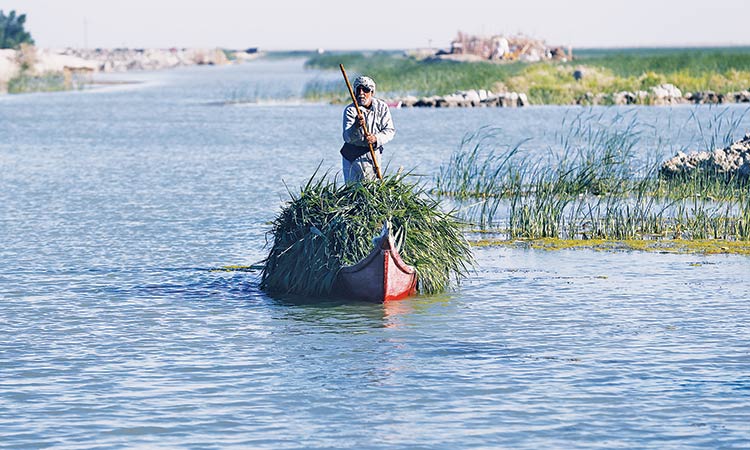 Rainfall revives Iraq’s marshlands