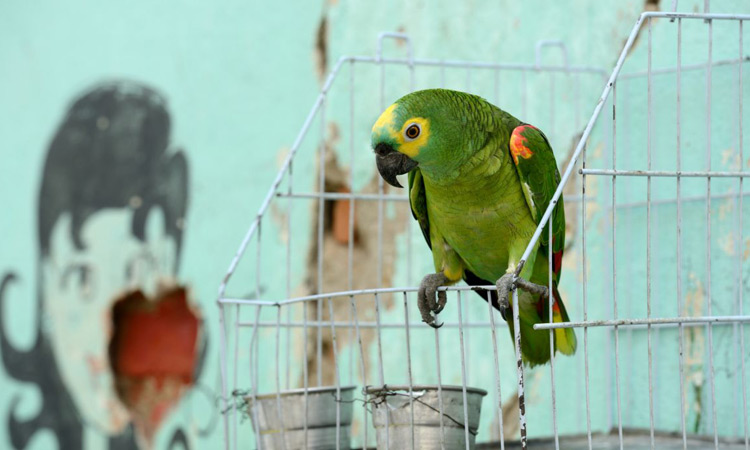 8-year-old domestic worker beaten to death by employers in Pakistan for setting parrots free