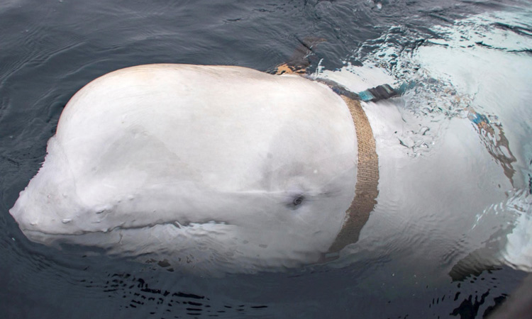 Norway finds Russian 'spy beluga whale' off coast 