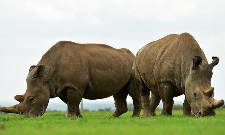 Rhino hunter killed by elephant, eaten by lions in South Africa