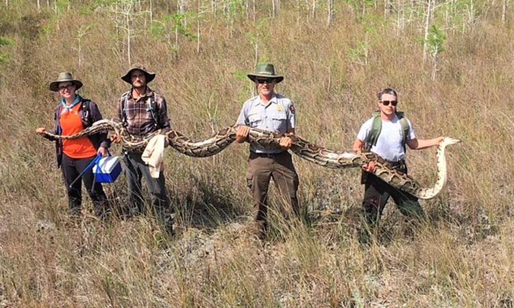 Record 17-foot-long python captured in Florida 