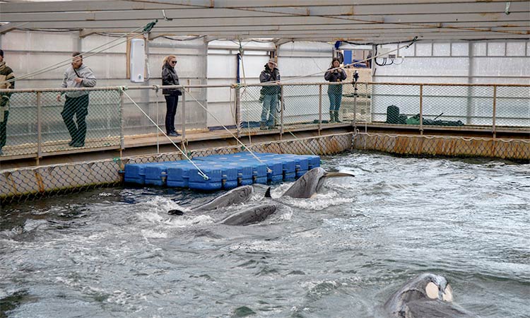 Russia agrees to free ‘whale jail’ animals