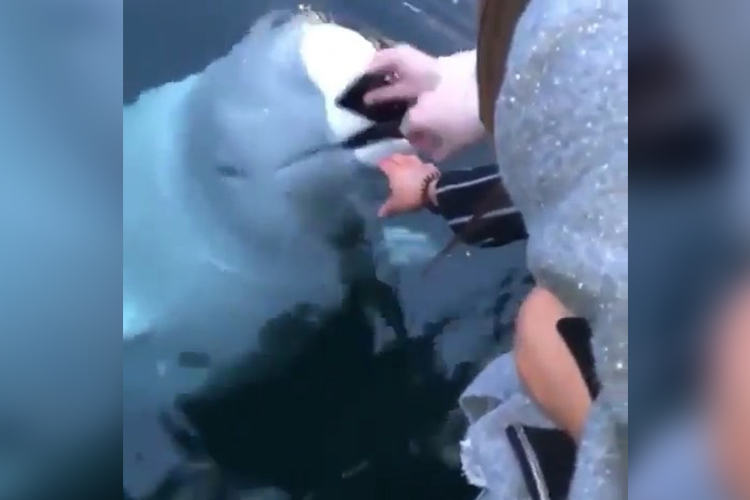 Watch how a Russian ‘spy’ beluga whale returns iPhone to its owner off Norway coast